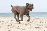 CANE CORSO 642